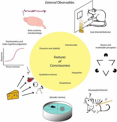 Indicators and Criteria of Consciousness in Animals and Intelligent Machines: An Inside-Out Approach